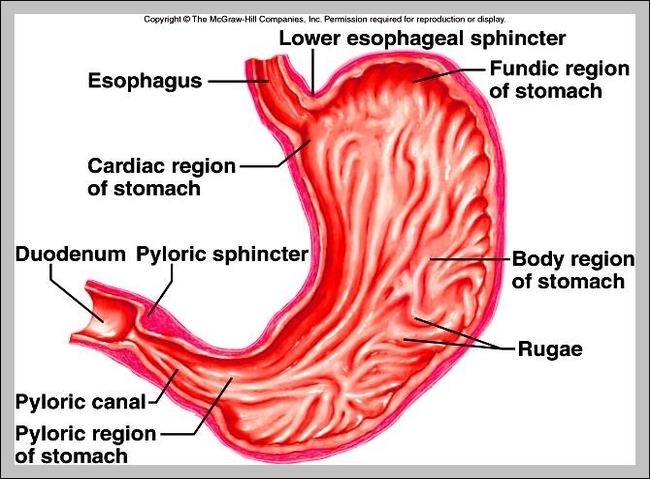 cardiac and pyloric sphincter