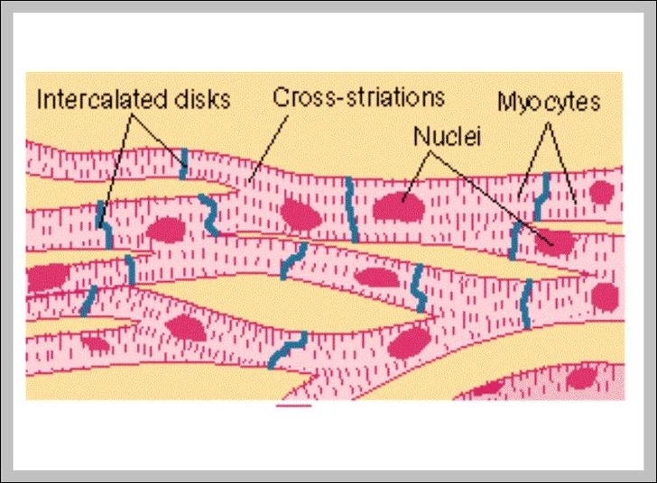 cardiac cells