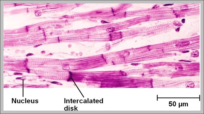 cardiac muscle fibers