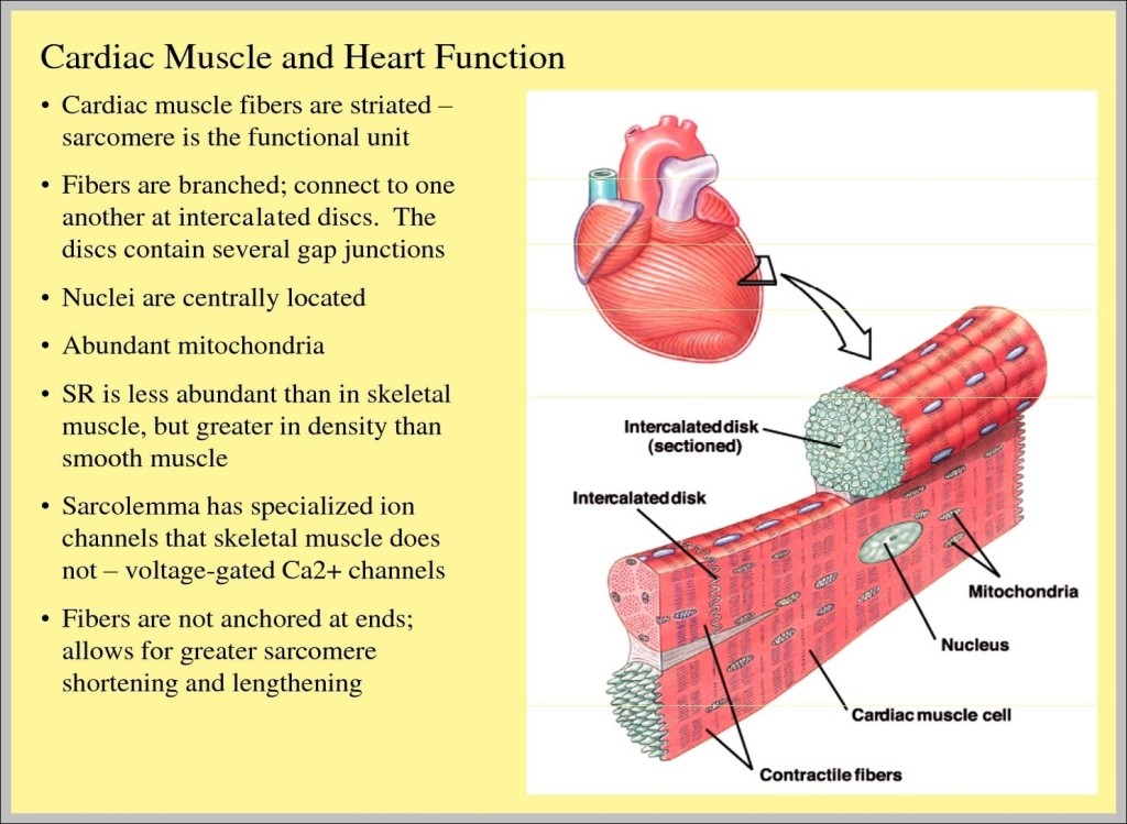 Cardiac Tissue Function Graph Diagram