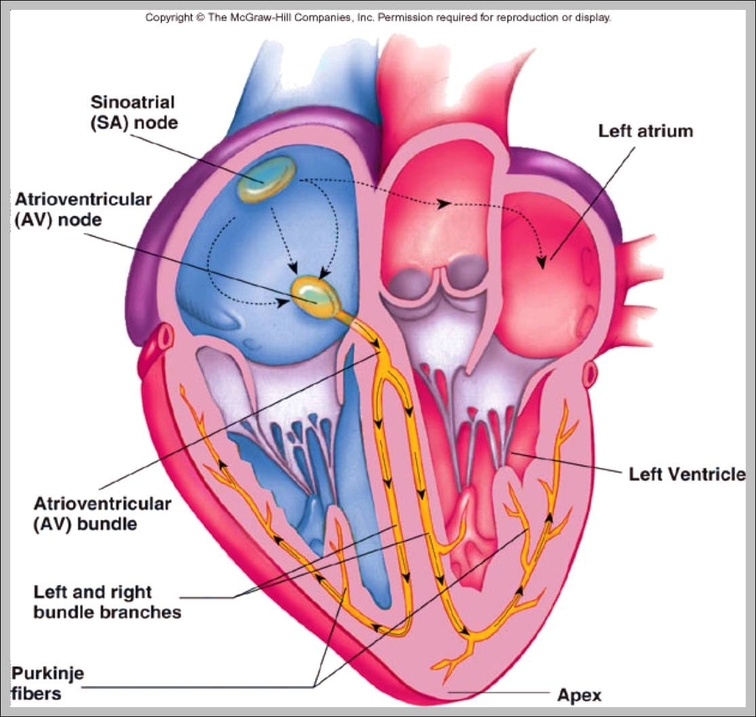 cardiovascular and circulatory system