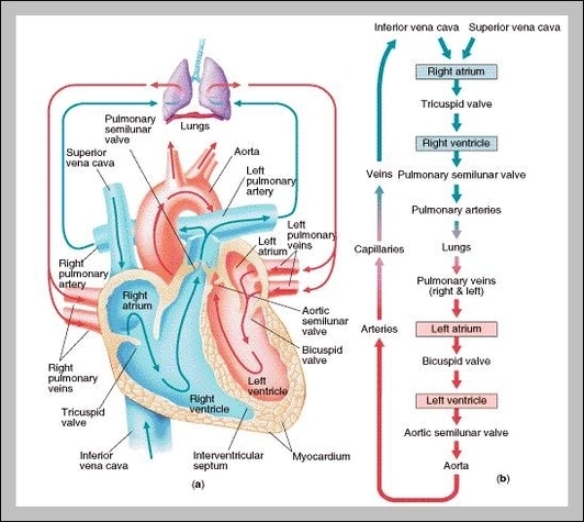 cardiovascular blood flow