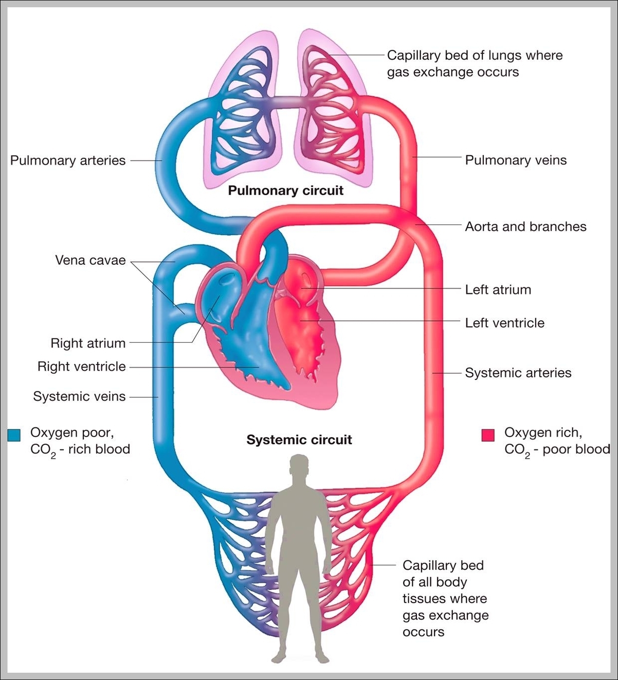cardiovascular system blood vessels