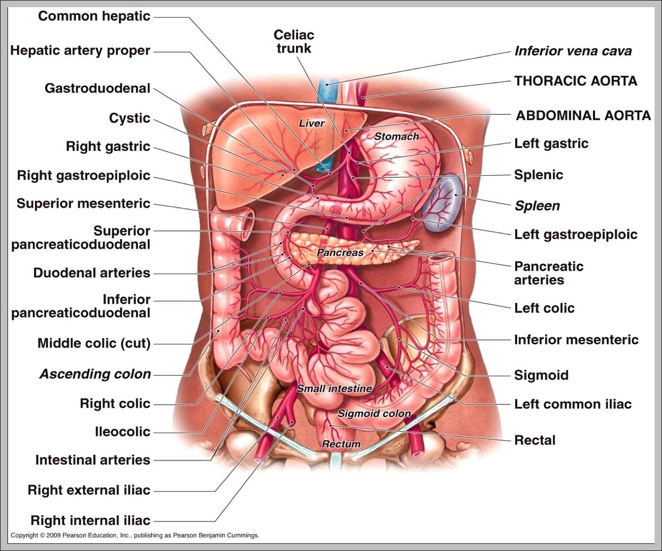 celiac artery function