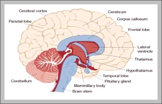 central nervous system anatomy