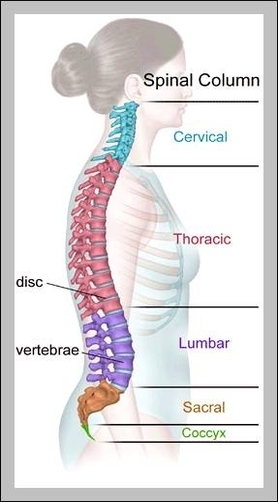 cervical and thoracic spine