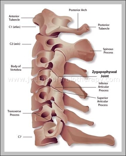 cervical spine picture