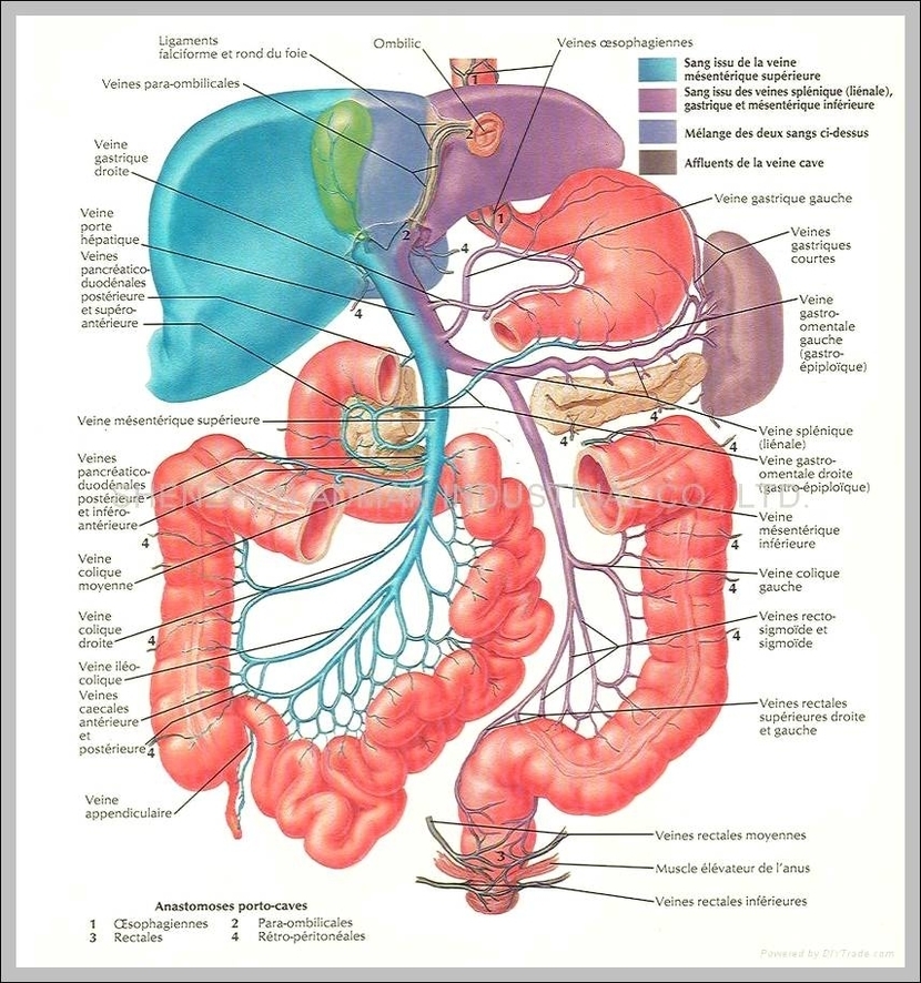 chart of human organs