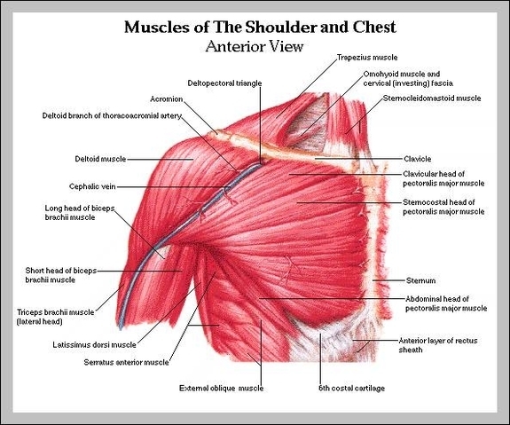 chest muscle diagram