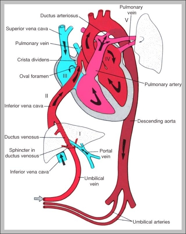 circulation of blood