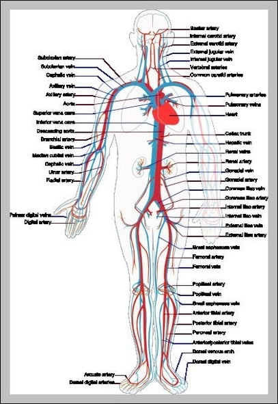 circulatory system labeled diagram