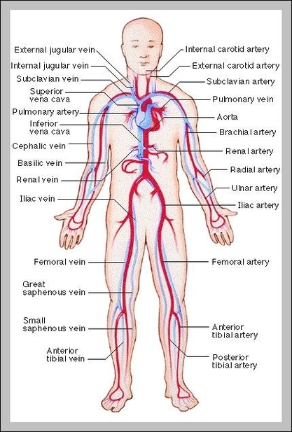 circulatory system of human body