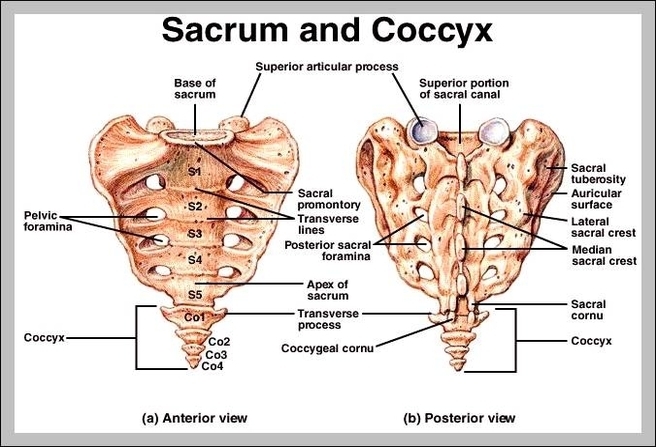 coccyx and sacrum