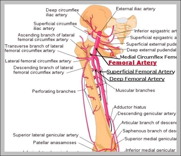 common femoral artery