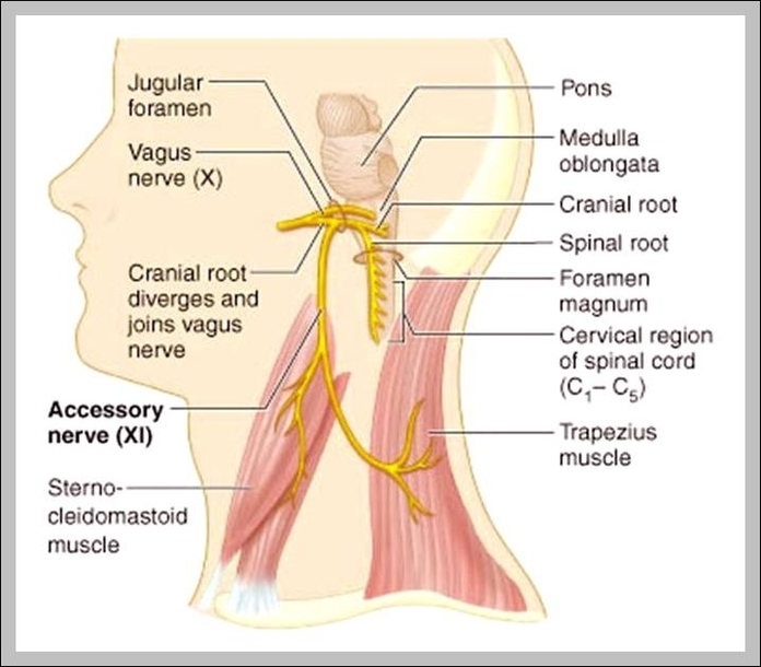 cranial nerve x