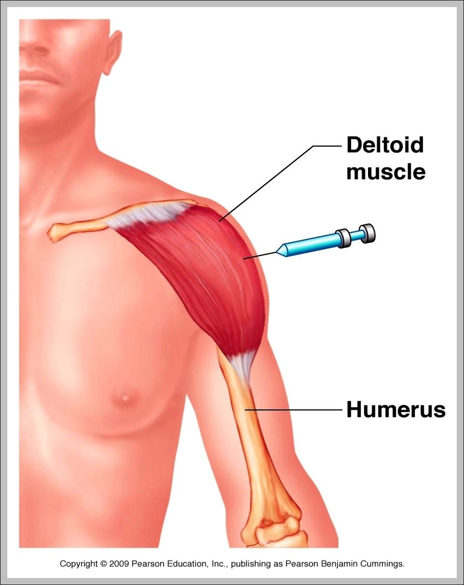 deltoid muscle innervation