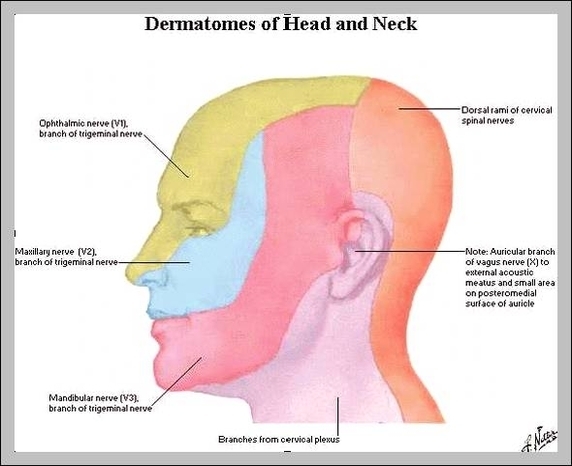 dermatomes head