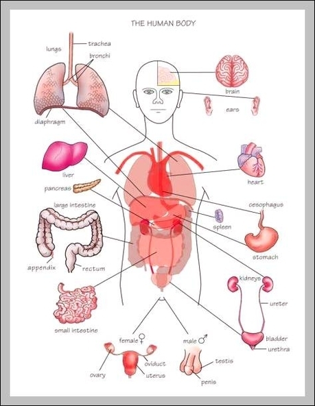 diagram internal organs