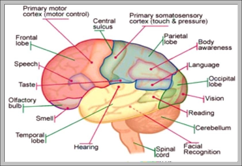 diagram of a brain