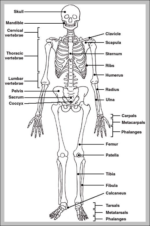 diagram of a skeleton
