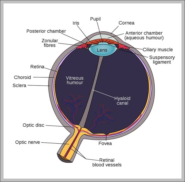 diagram of an eye for kids