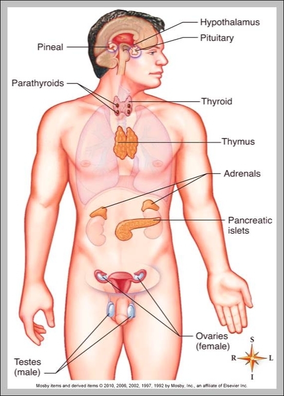 diagram of endocrine system