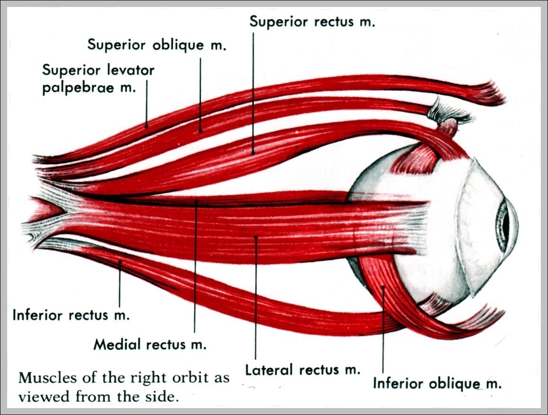 diagram of eye muscles
