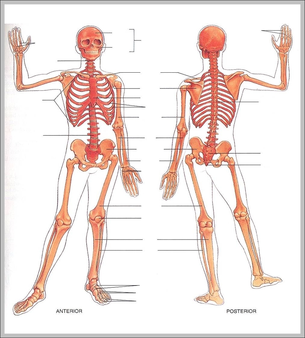 diagram of human body front and back