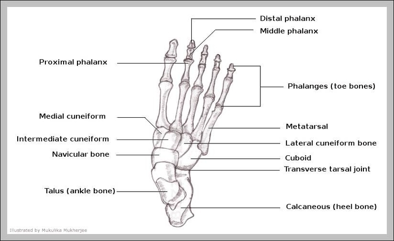 diagram of human foot