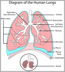 diagram of human lungs - Graph Diagram