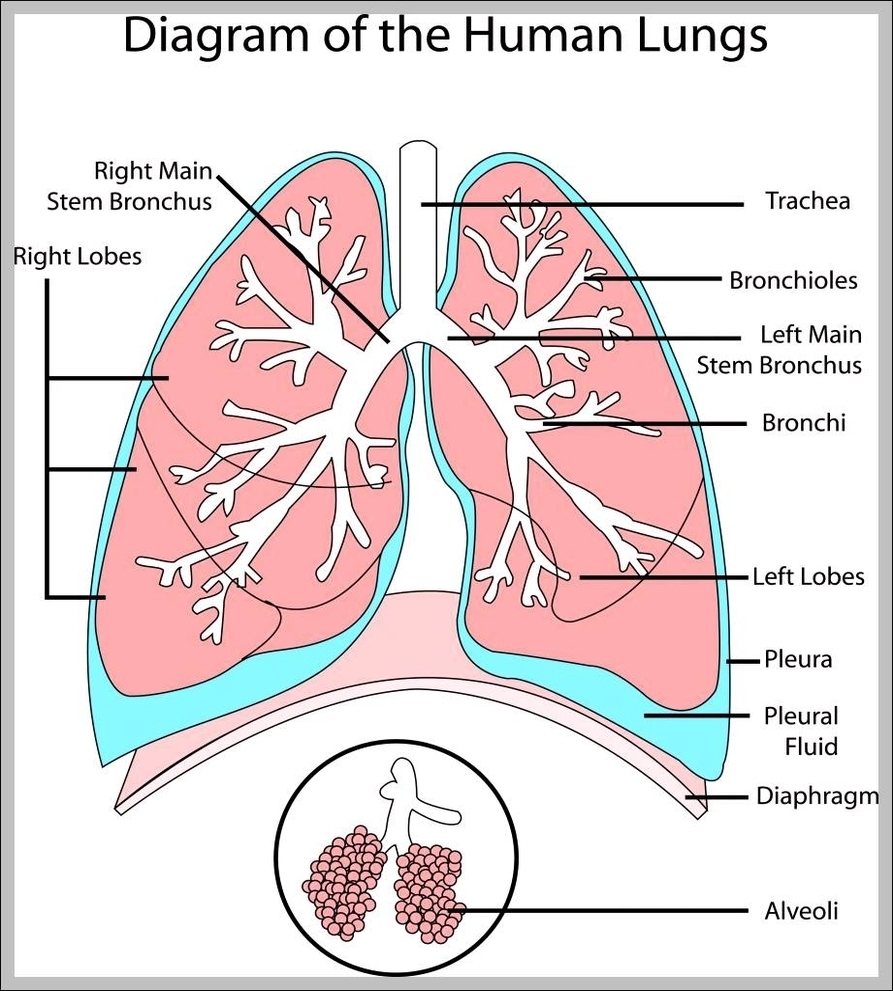 diagram of human lungs