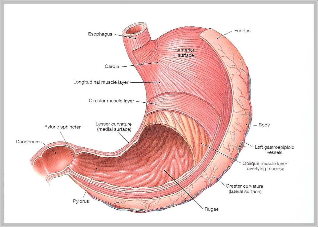 diagram of human stomach