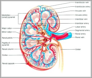 diagram of kidney - Graph Diagram