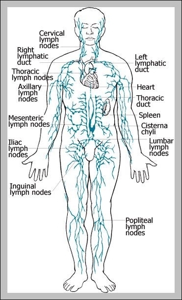 diagram of lymphatic system