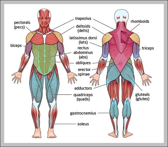 diagram of major muscles in human body