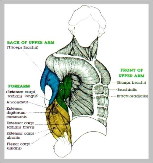 diagram of muscle