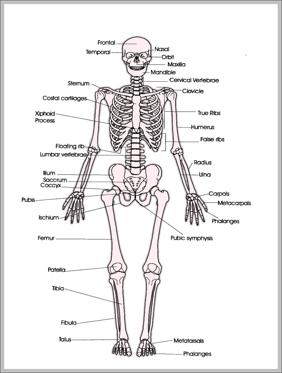 diagram of skeleton