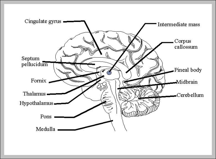 diagram of the brain labeled