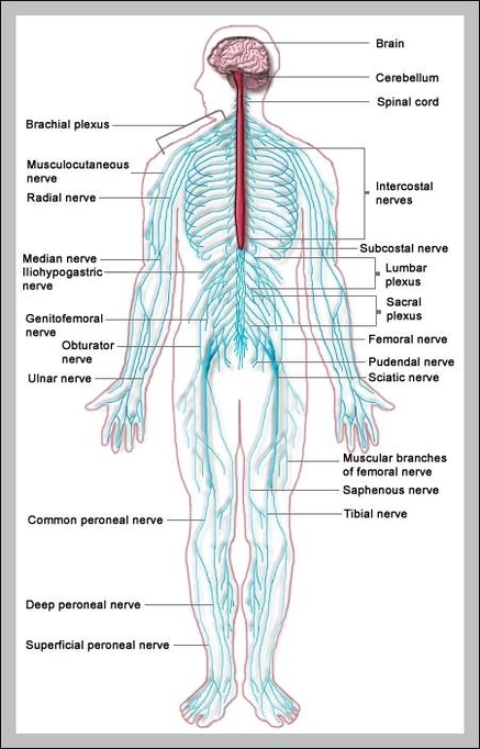 diagram of the central nervous system