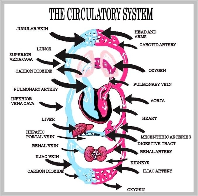 diagram of the circulatory system