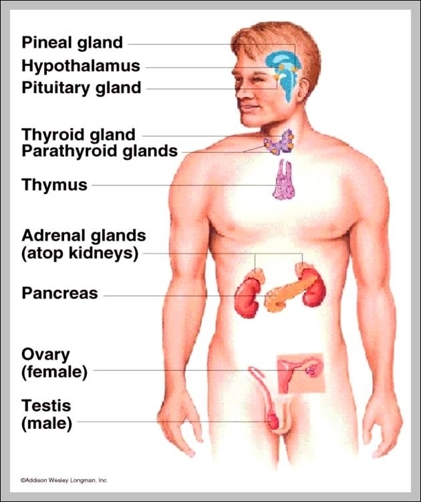 diagram of the human organs