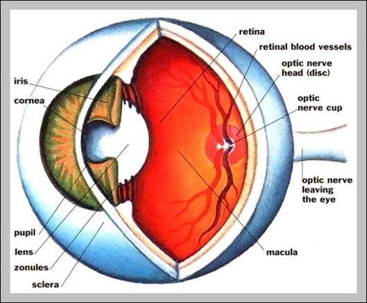 diagram of the internal organs