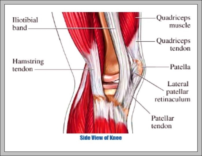 diagram of the knee muscles