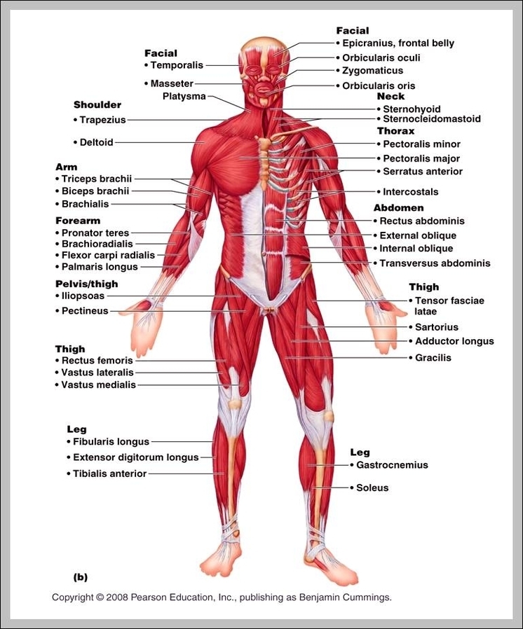 diagram of the muscle system