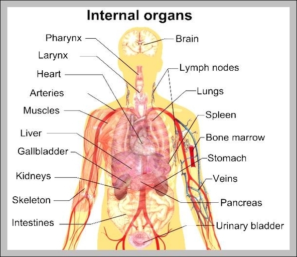 diagram of the organs in the body
