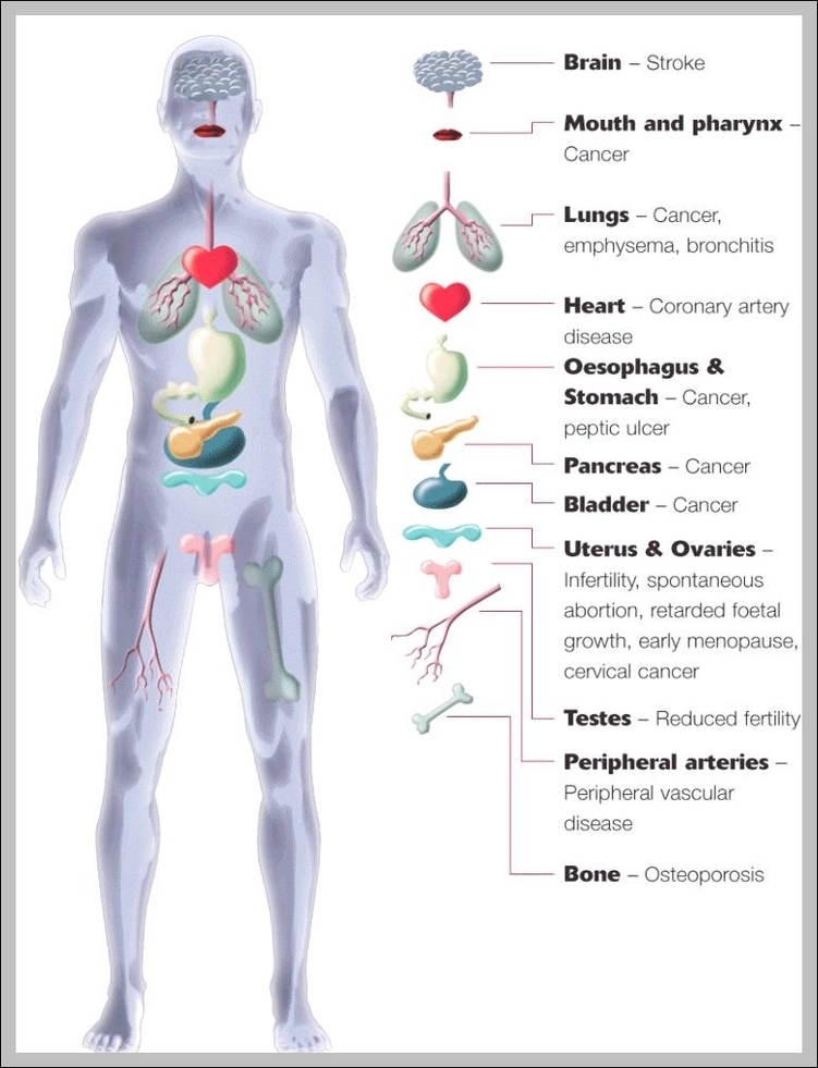 diagram of the organs in the human body 744x1014