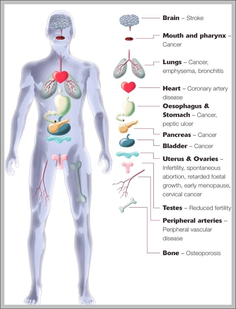 diagram of the organs in the human body