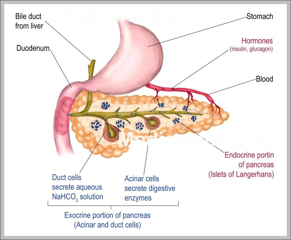 diagram of the pancreas in the human body