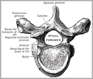 diagram of thoracic vertebrae – Graph Diagram