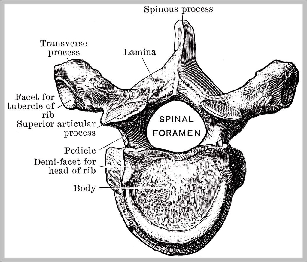 diagram of thoracic vertebrae